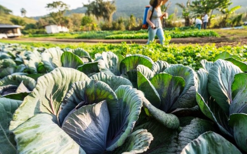 Governo do Estado investe na compra de produtos da agricultura familiar