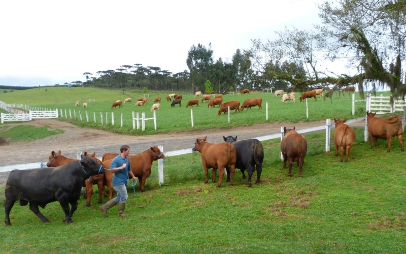 Primeira BOVIEXPO ocorre em Chapecó com exposição e leilão de animais