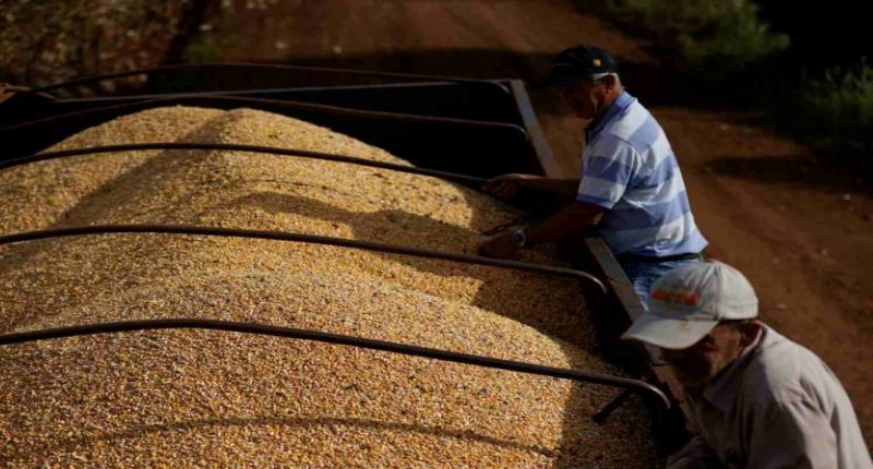 Brasil pode exportar milho para a China no 2º semestre