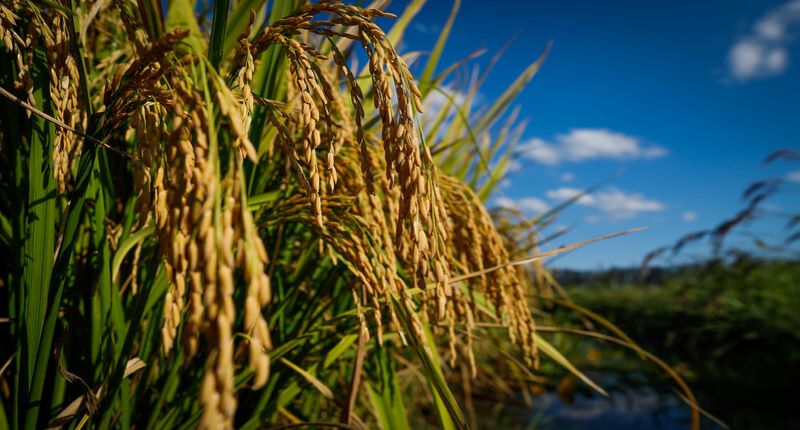 Campo Futuro levanta custos de produção em três estados