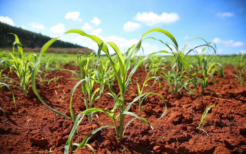 CNA alerta sindicatos rurais para Valor da Terra Nua