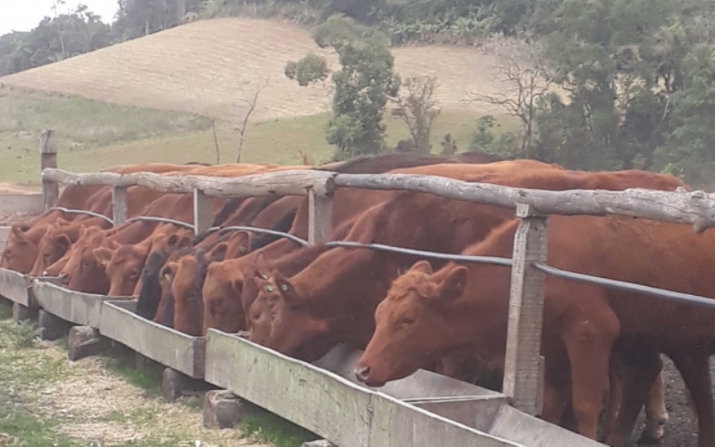 Com apoio da Cooperja produtores de gado leiteiro e de corte dobram produção