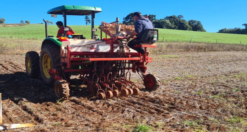 Copercampos implanta campos para avaliações de trigo na região