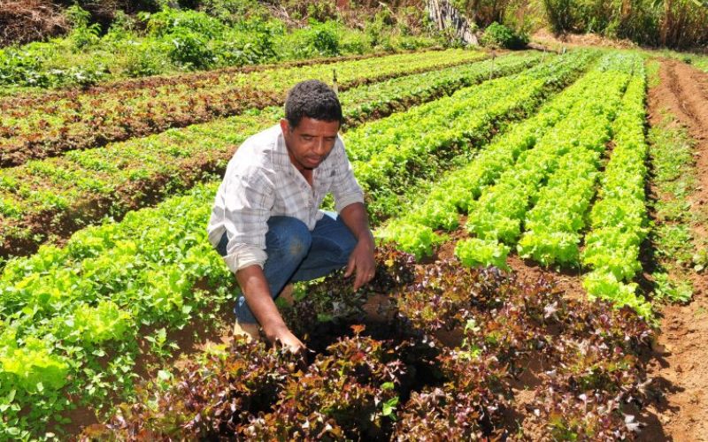 Década da Agricultura Familiar é lançada na Câmara