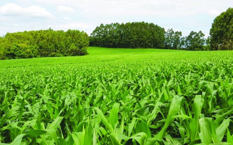 Entidades do setor agropecuário se mobilizam para impedir aprovação de tributação dos defensivos agrícolas