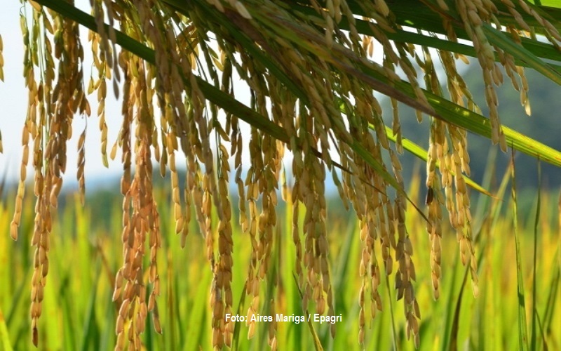 Arroz catarinense tem preço, produtividade e exportações em alta, avalia Epagri/Cepa