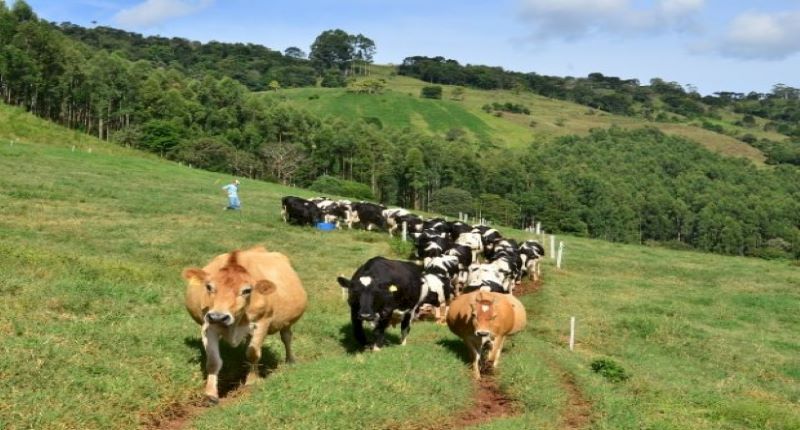 Pesquisa da Epagri visa reduzir emissão de gases do efeito estufa na pecuária catarinense