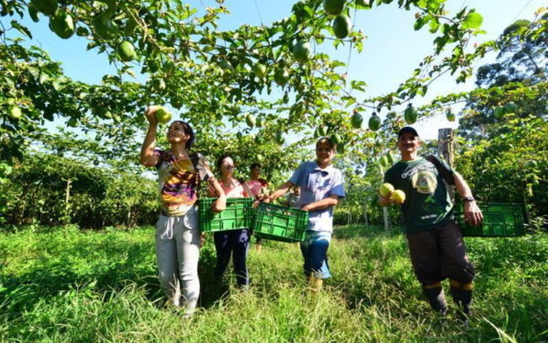 Seminário em Sombrio discute cultivo do maracujá