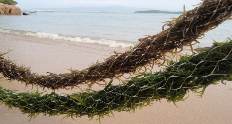 Tecnologia desenvolvida pela Epagri e UFSC viabiliza produção de biofertilizante a partir de alga marinha