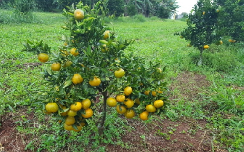 Evento reúne fruticultores do Sul do Brasil em Chapecó