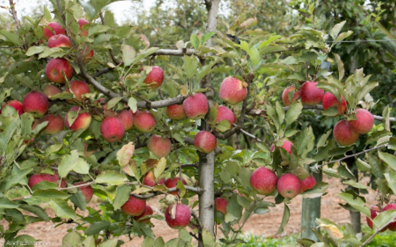 Maçã da Epagri chega ao mercado europeu e rende lucro para Santa Catarina