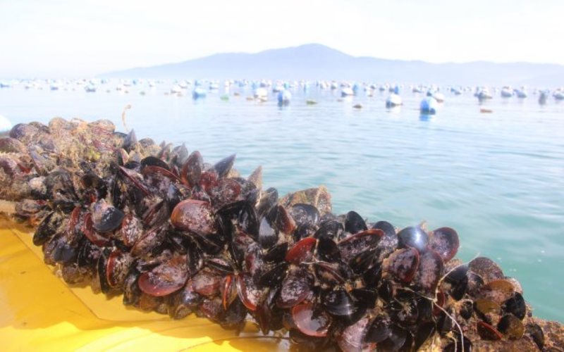 Estudo da Epagri comprova presença de espécie de mexilhão invasora nos cultivos em Bombinhas