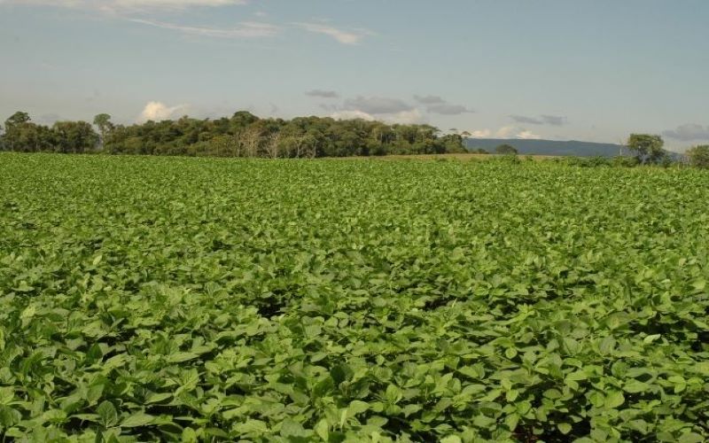 Imagens de satélite apontam aumento das lavouras de soja em municípios de Campos de Lages