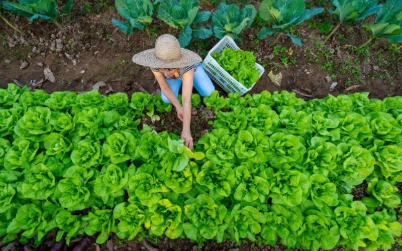 Estado calcula injetar R$ 200 milhões em investimentos no meio rural e pesqueiro de SC