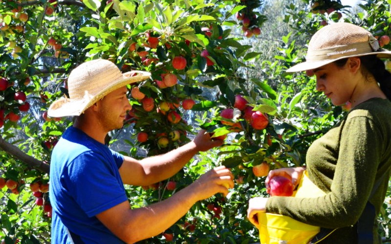 Estiagem e pandemia afetam produção agropecuária catarinense