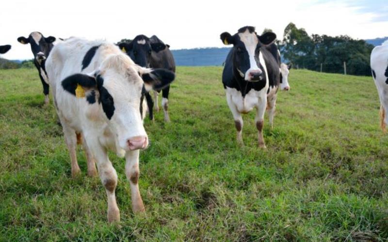 Seminário da FAESC/SENAR reúne produtores de leite de SC em Chapecó