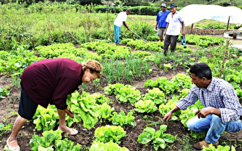 Secretaria da agricultura apoia aquisição de alimentos da agricultura familiar