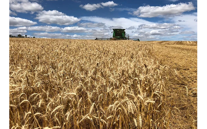 Trigo compõe apenas 14,23% do preço final do pão francês