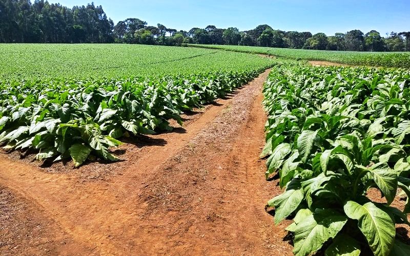 Fumicultores perdem rentabilidade no Sul do País