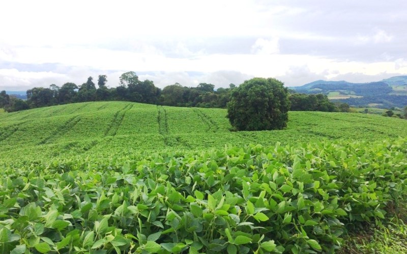 Lideranças e produtores rurais precisam continuar mobilizados para protestar contra a tributação dos insumos agrícolas