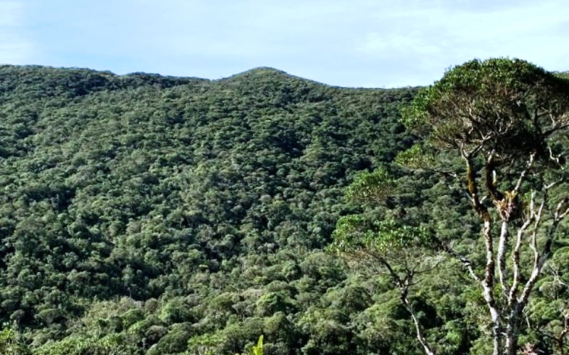 Governo de SC consegue suspender liminar concedida em ação do MPF e do MPSC sobre código florestal