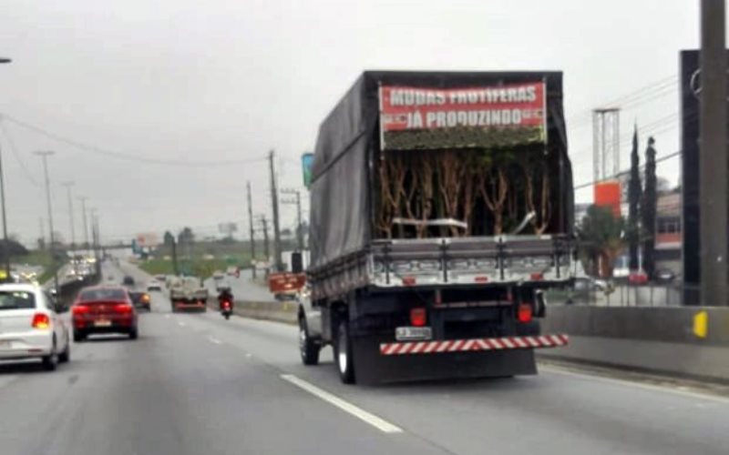 Cidasc alerta que comércio ambulante de mudas em Santa Catarina é proibido e deve ser denunciado