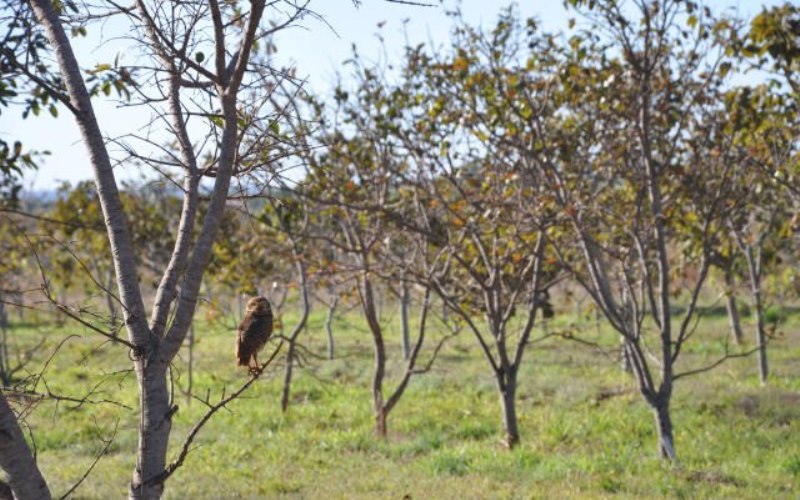 Em 40 anos, área da agricultura cresceu 33%, enquanto a produção subiu 368%