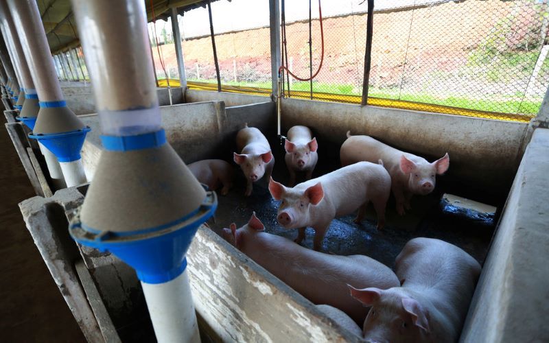 Secretaria da Agricultura inicia operacionalização de linha de crédito especial para suinocultores