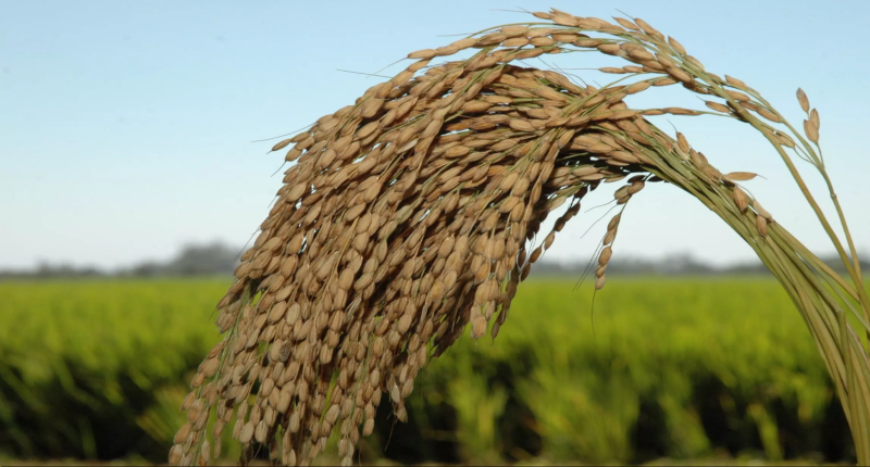 Santa Catarina colhe 1,25 milhão de toneladas de arroz na safra 2021/22