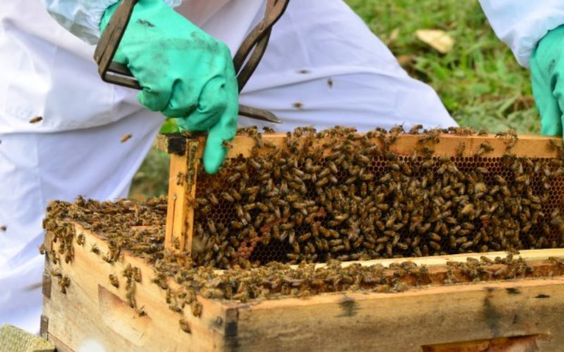 Secretaria da Agricultura alerta para cadastramento obrigatório de apicultores em Santa Catarina