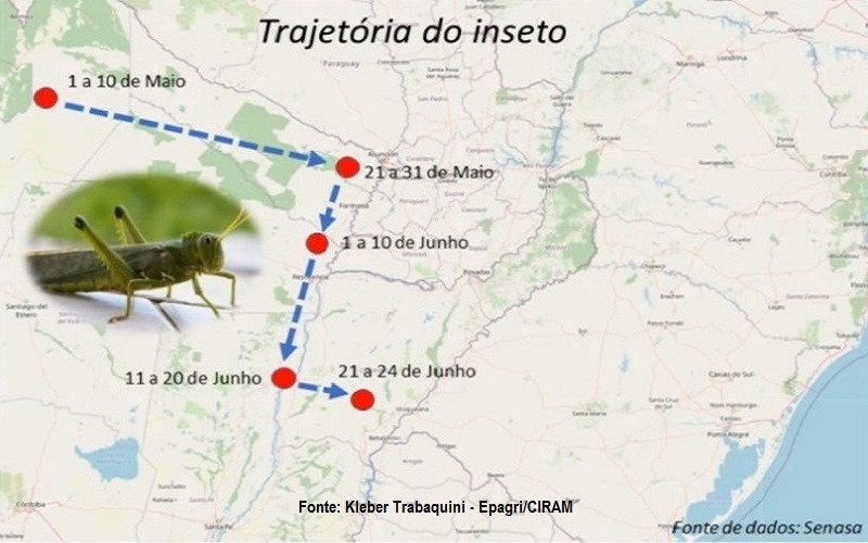 Governo do Estado monitora nuvem de gafanhotos na Argentina
