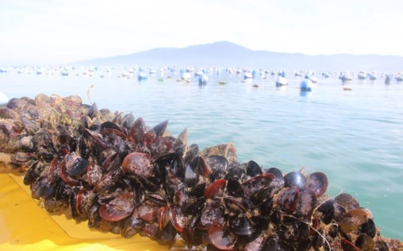 Mexilhões cultivados em Porto Belo estão liberados para o consumo