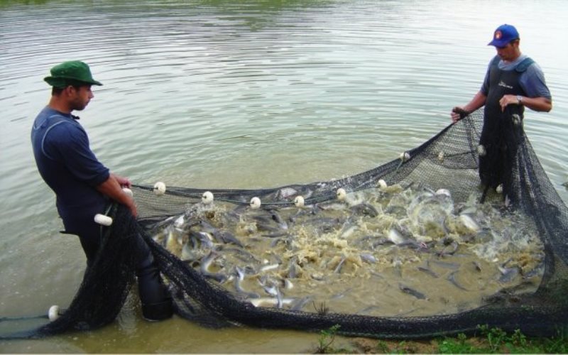 Santa Catarina aumenta em 10,6% a produção de peixes de água doce