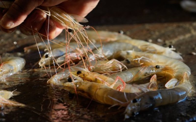 Semana do Pescado tem ações em Santa Catarina