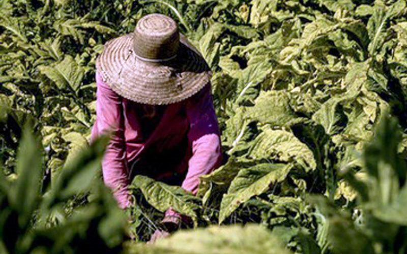 Redução no consumo de tabaco preocupa a Faesc