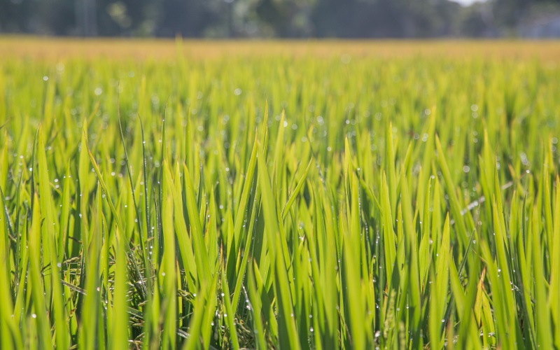 Governo Federal sinaliza prorrogação de custeio e investimento para o arroz