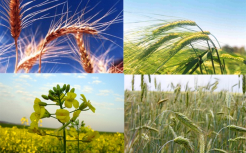 Alto Vale do Itajaí foi referência no cultivo de cereais de inverno para ração