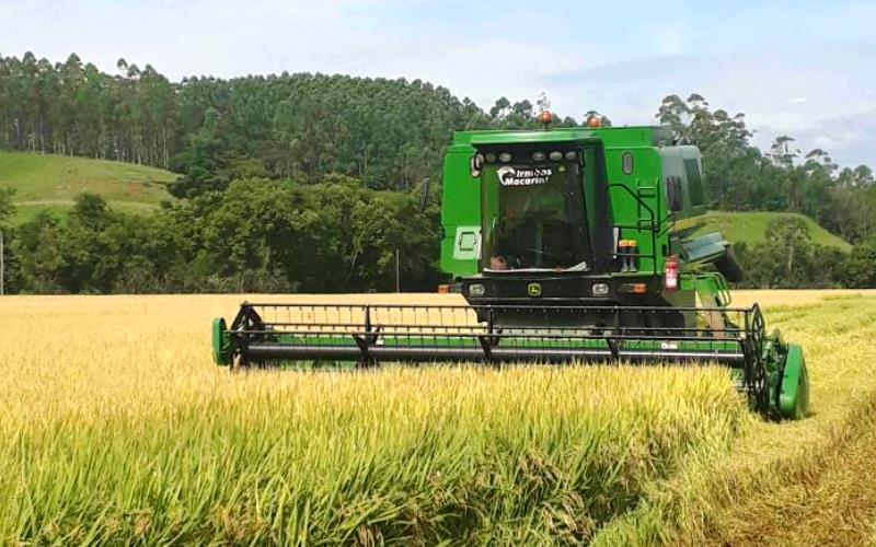 Cooperja desde 2017 tem recebimento superior a 4 milhões de sacas de Arroz