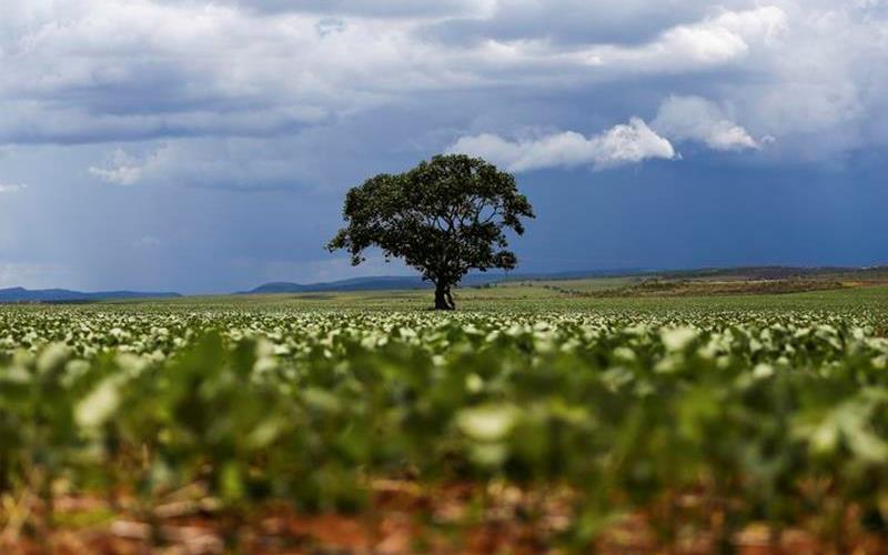 Governo impõe restrições de uso a novos defensivos agrícolas