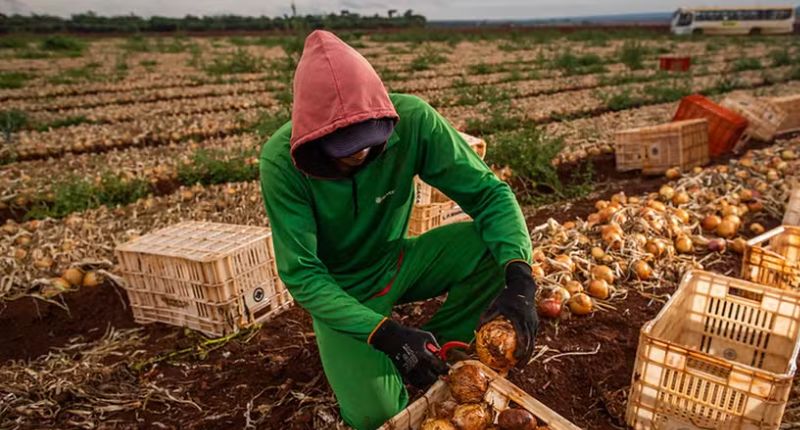 Salário no agro está aumentando