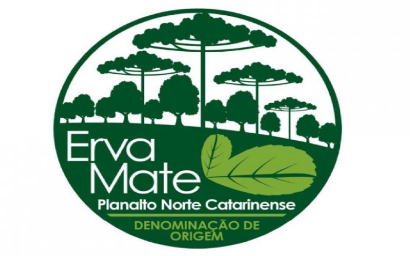 Erva-mate do Planalto Norte catarinense ganha reconhecimento de Indicação Geográfica