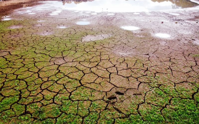 Paraná também sofre com estiagem