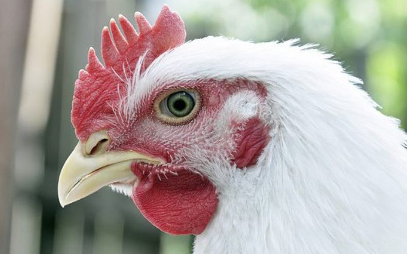 Alemanha confirma caso de influenza aviária em fazenda de aves