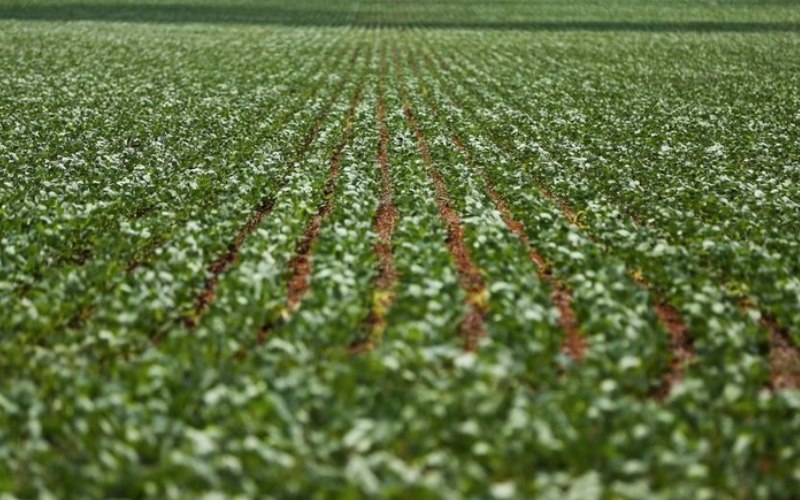 Governo Federal liberou novos defensivos agrícolas, com genéricos e produtos mais modernos