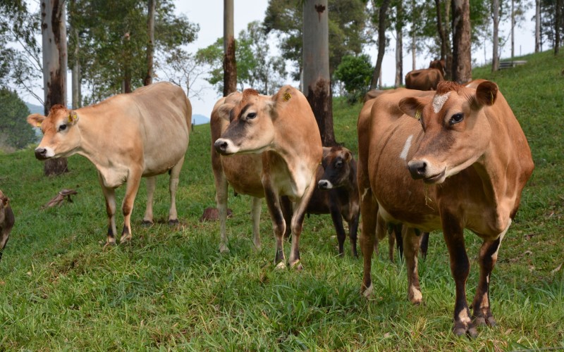 Faesc quer prorrogação do prazo para novas normas do leite