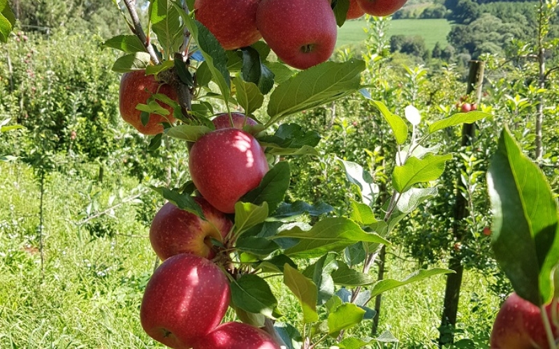 Gala Gui tem potencial para ser a maçã mais plantada no Brasil