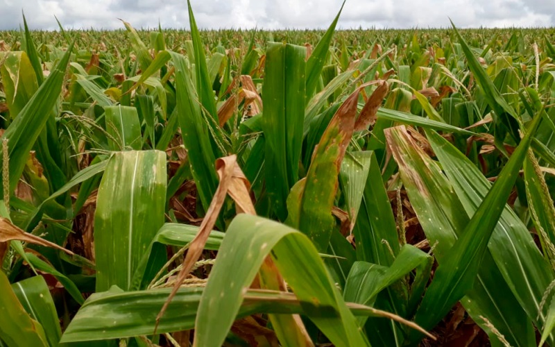 Secretaria da Agricultura analisa quebra de safra devido a estiagem