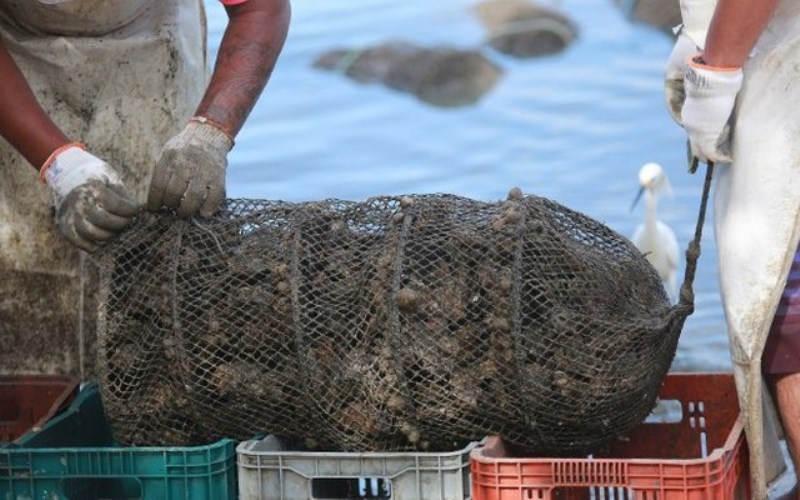 Cultivos de moluscos de Barra e Laranjeiras estão liberados para o consumo