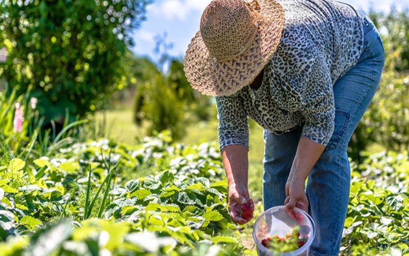 15,8% dos produtores rurais estavam inadimplentes em março