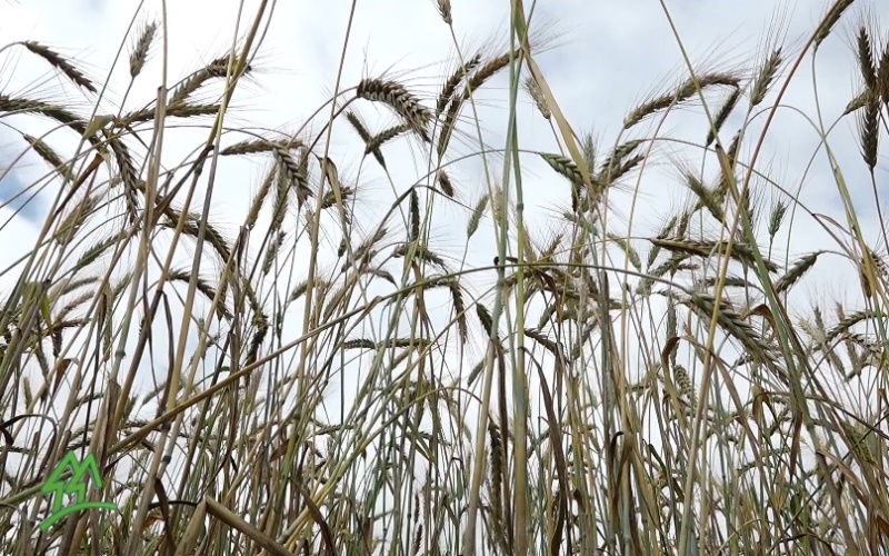 Assuntos que farão parte do programa Cooperativismo em Notícia desse final de semana na TV / Reportagens que farão parte do programa Resenha do Cooperativismo e Agronegócio do Canal Rural e na Record News de SC da próxima semana